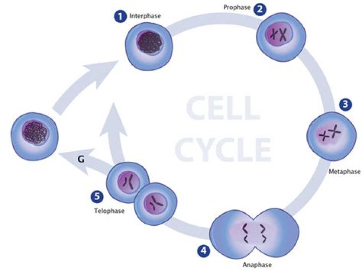 Are Chromosomes Visible Throughout The Cell Cycle