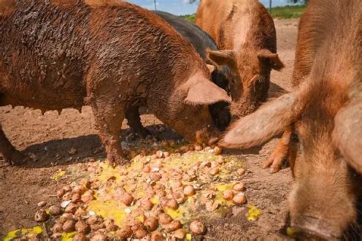 Can pigs eat egg shells?