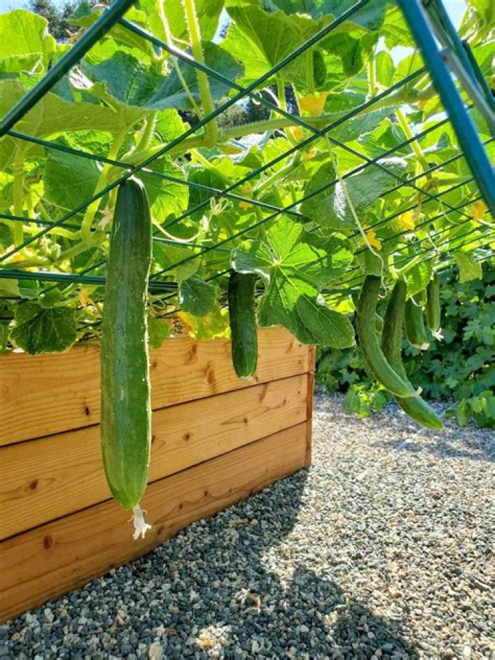 Can you grow cucumbers in the winter in a greenhouse?