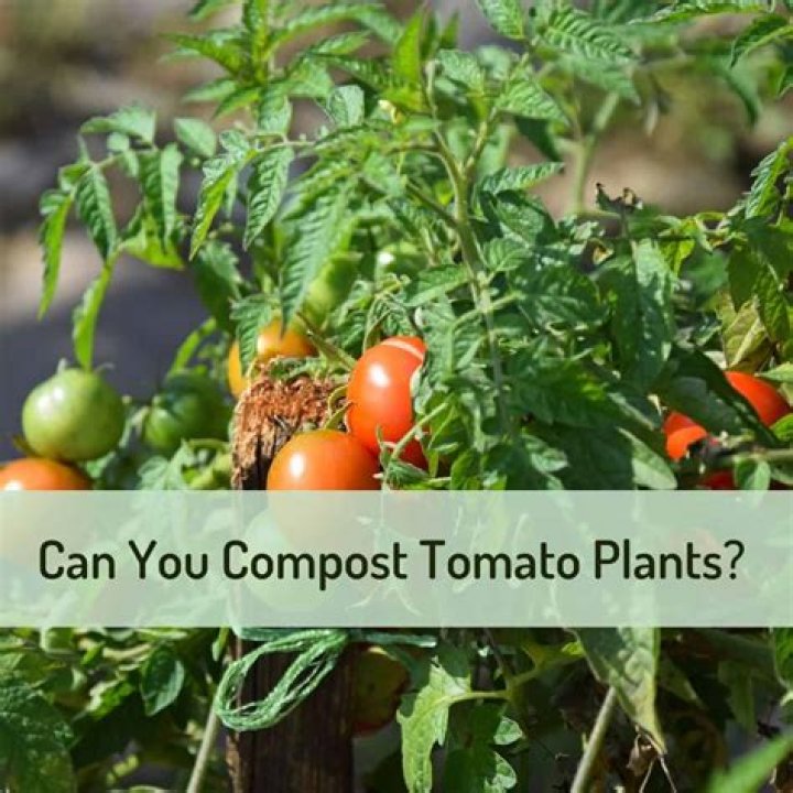 Can you put tomato fruit in compost?