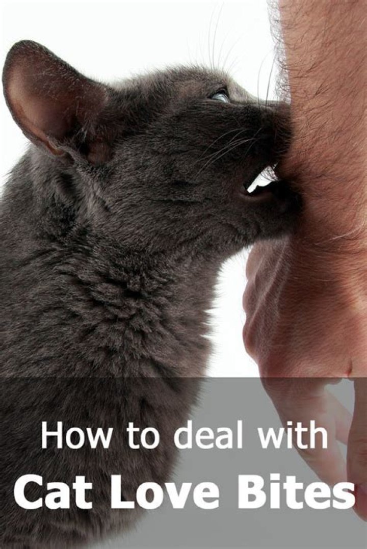 Do cats give love bites?