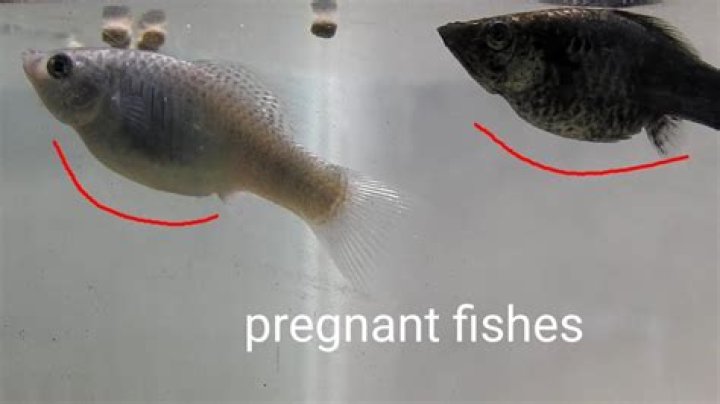 Question: Are Fish Amniote