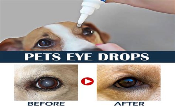 Question: Can I Use Simalsan Eye Drops On My Dog