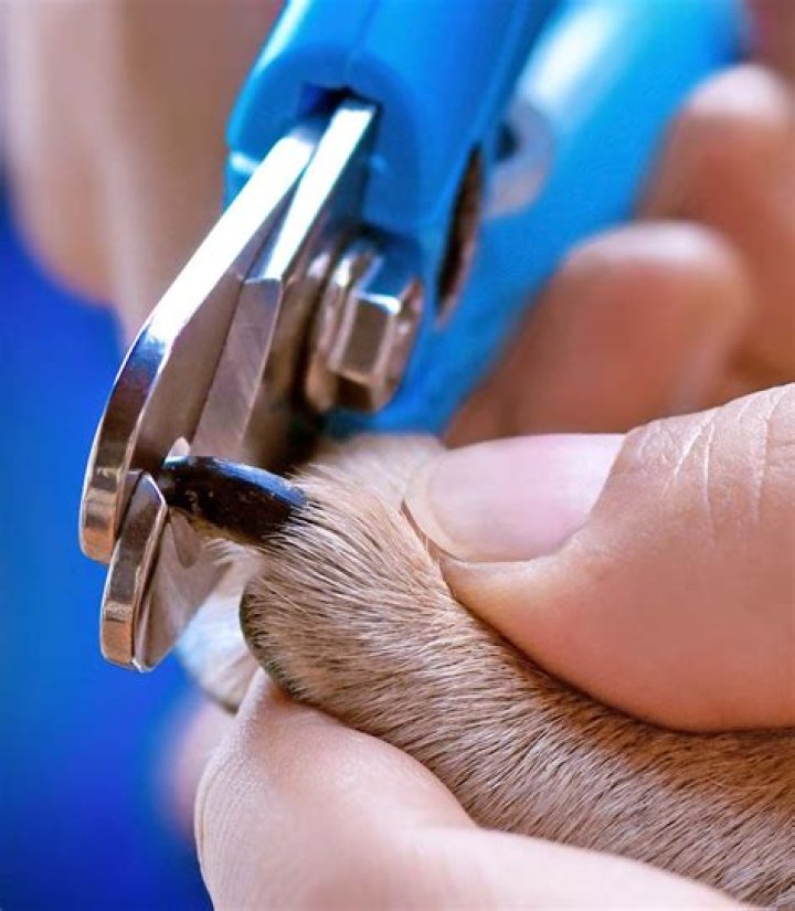 Question: How Long Should Staples Stay In For Dog