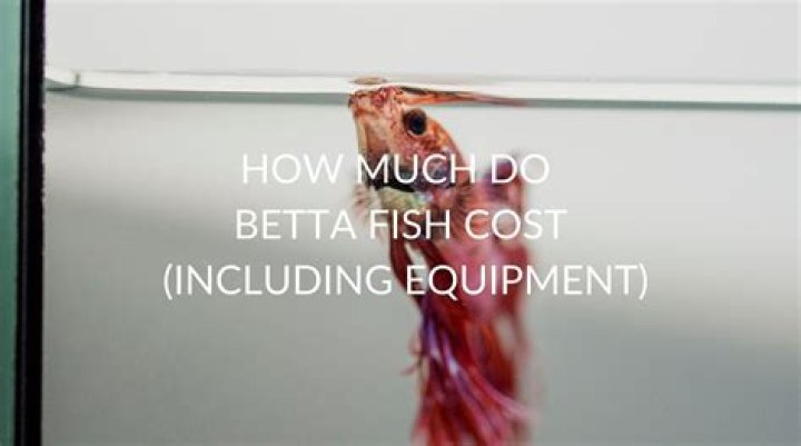 Question: How Much Do Betta Fish Cost At Petland