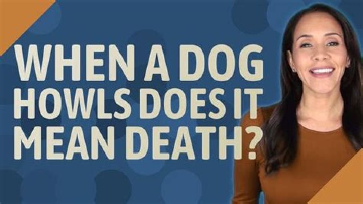 When A Dog Howls Does It Mean Death