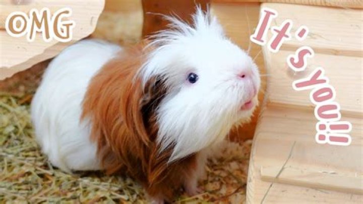 Why do guinea pigs hair stand up?